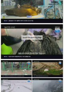 다큐 인사이트.E232.250403.1080p-F1RST