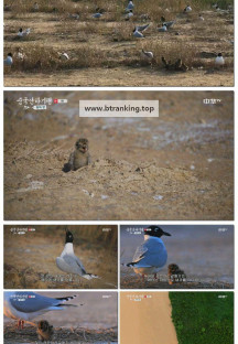 중국산하기행 : 황하 편.E01.250525.1080p-F1RST